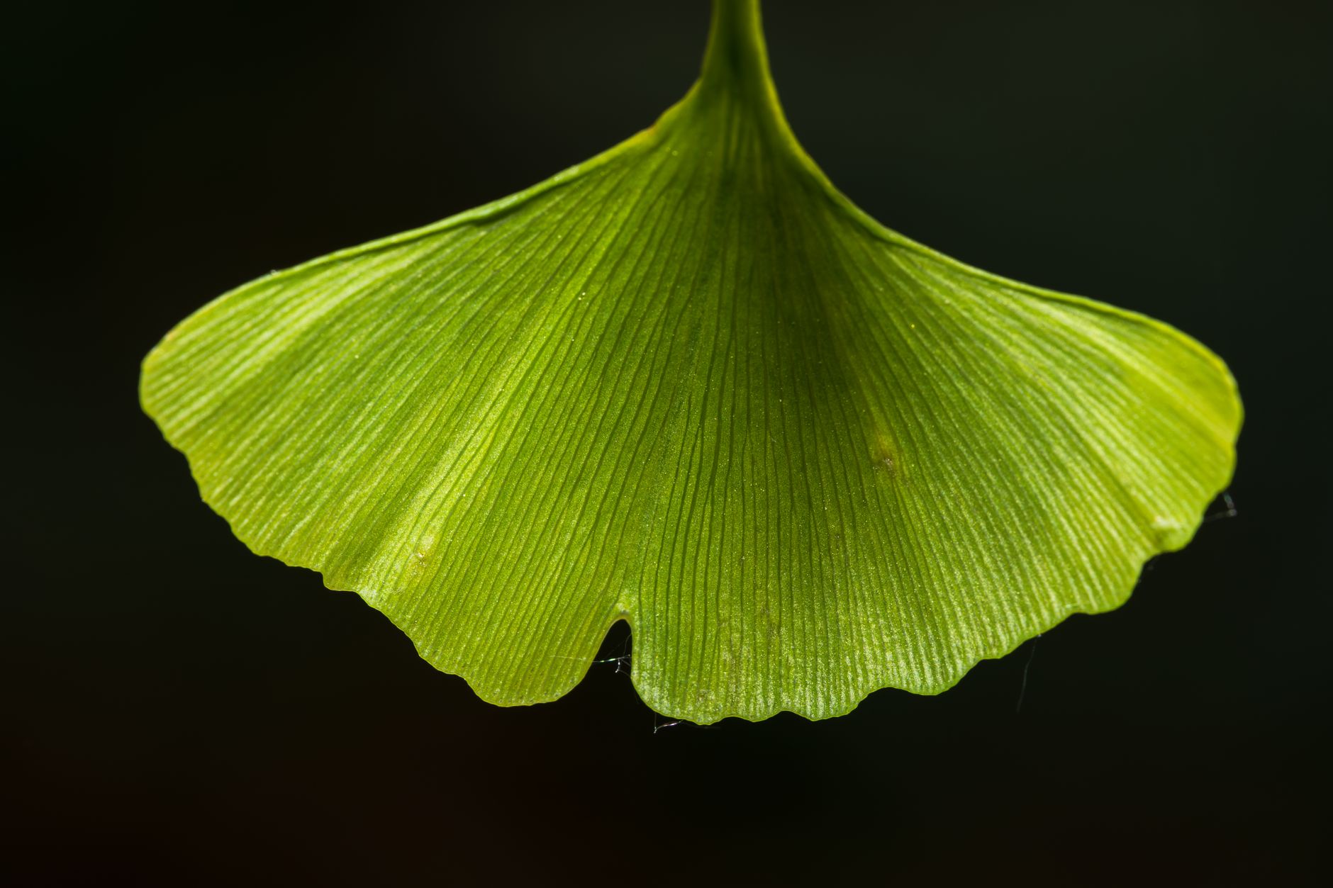 Ginkgo Bilobanın Faydaları Nelerdir?