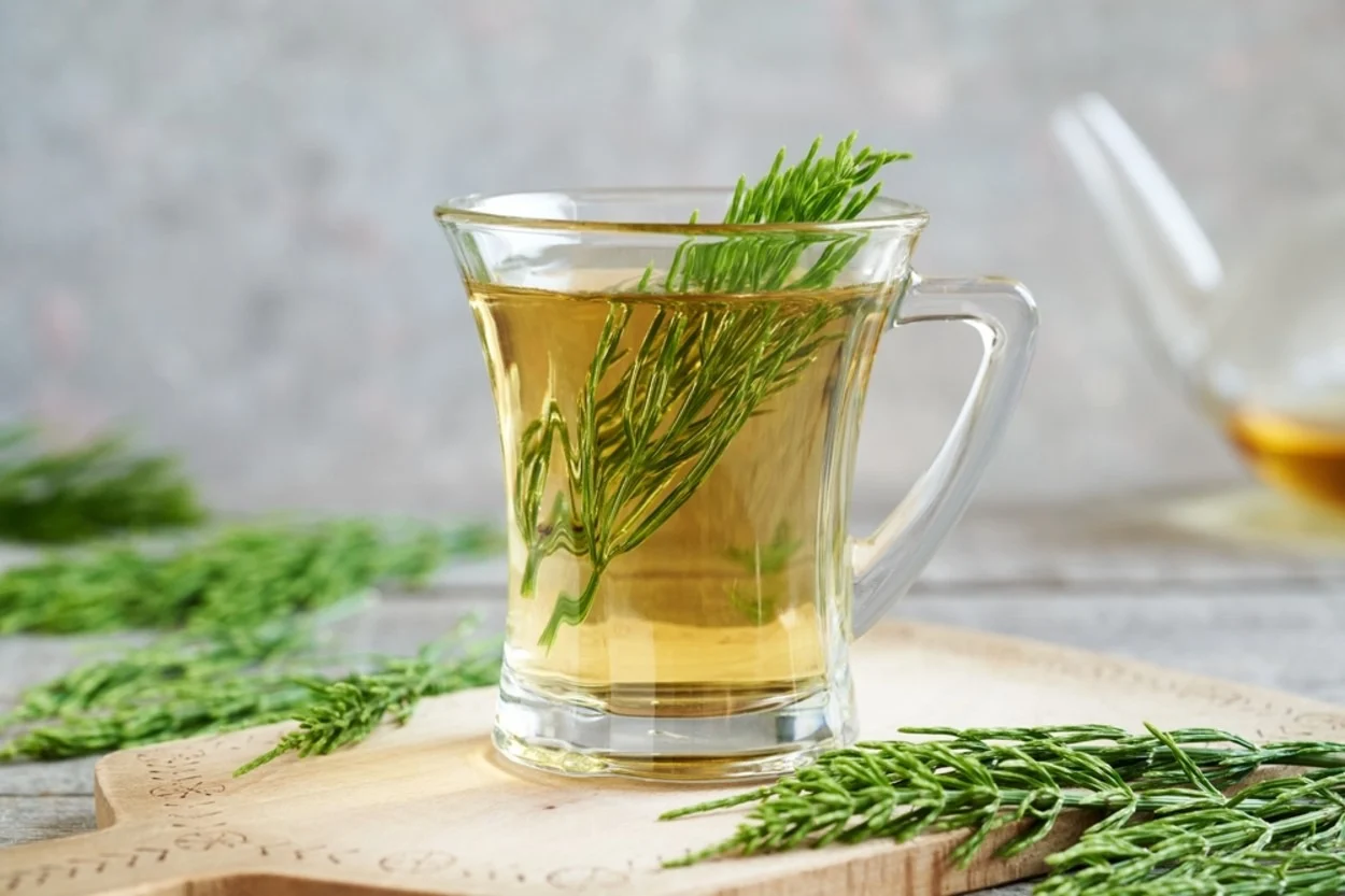 At Kuyruğu Çayı (Equisetum)