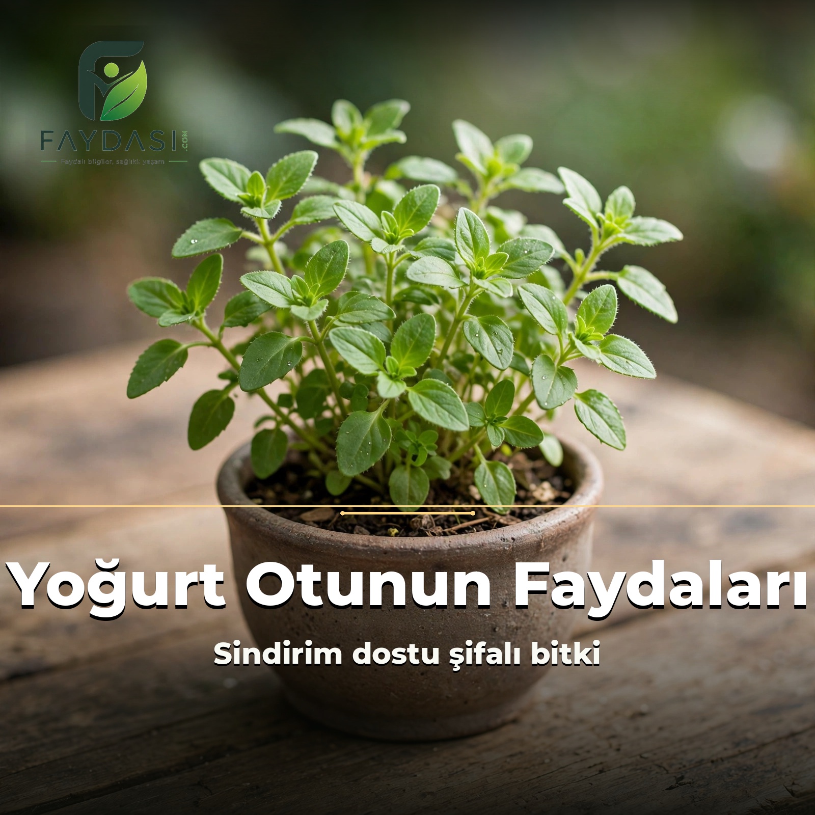 Yoğurt Otunun Faydalari Nelerdir? Neye Iyi Gelir?
