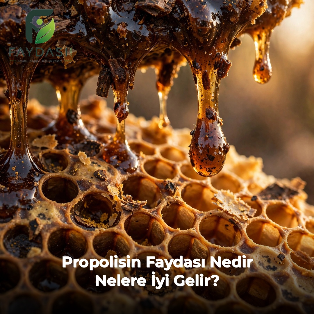 Propolisin Faydaları Nelerdir, Neye İyi Gelir?