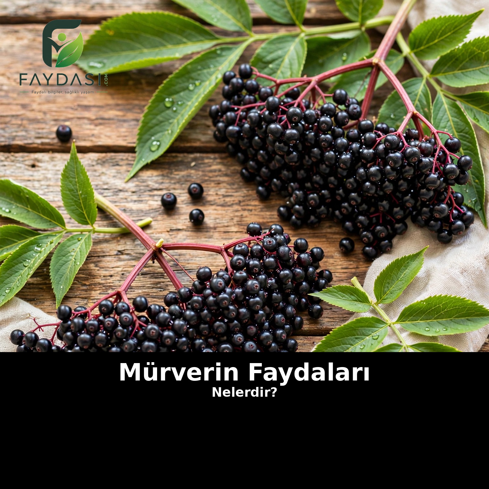 Mürverin Faydaları Nelerdir? Mürver Neye İyi Gelir?