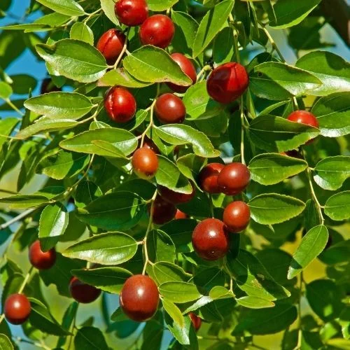 Hünnapın Faydaları Nelerdir, Nelere İyi Gelir?